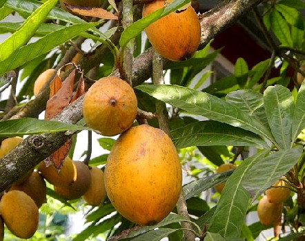 Lucuma Fruit in Tree